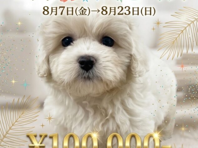 岡山県のハーフ犬・ミックス犬 (アミーゴ津山店/2026年3月29日生まれ/女の子/クリーム)の子犬