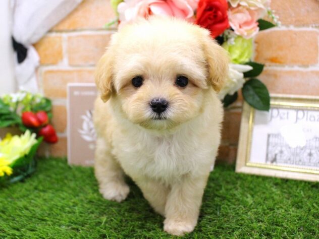 兵庫県のハーフ犬・ミックス犬 (ペット・プラザ アミーゴ三田店/2026年3月23日生まれ/男の子/クリーム)の子犬の2枚目の画像