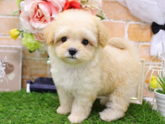 兵庫県のハーフ犬・ミックス犬 (ペット・プラザ アミーゴ三田店/2026年3月23日生まれ/男の子/クリーム)の子犬の3枚目の画像