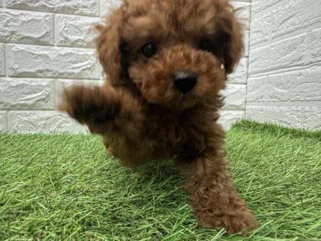 新潟県のトイプードル(トイ) (アミーゴ新潟小新店/2026年3月5日生まれ/男の子/レッド)の子犬の2枚目の画像
