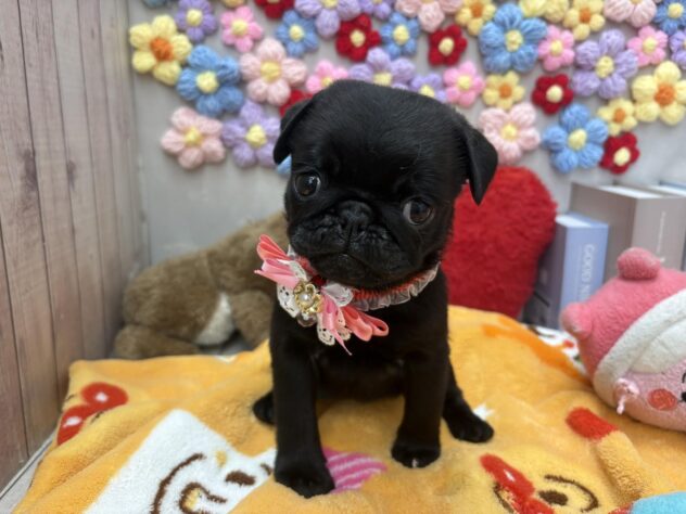 岡山県のパグ (ワンキャラット アミーゴ高屋店/2026年3月5日生まれ/女の子/ブラック)の子犬の2枚目の画像