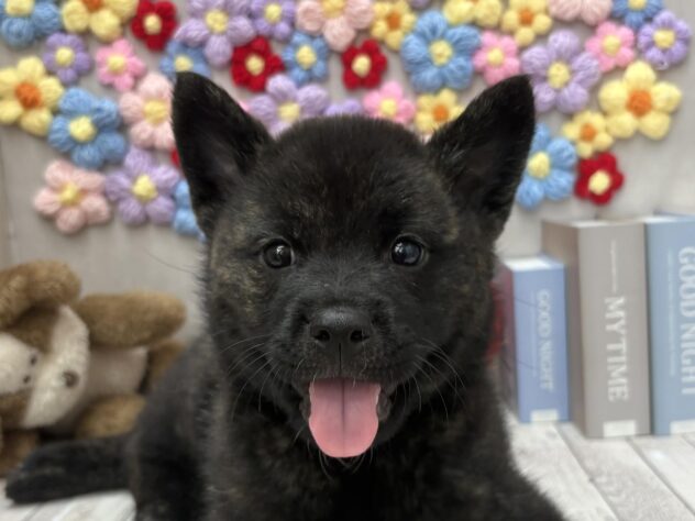 岡山県の甲斐犬 (ワンキャラット アミーゴ高屋店/2026年2月21日生まれ/男の子/黒虎)の子犬