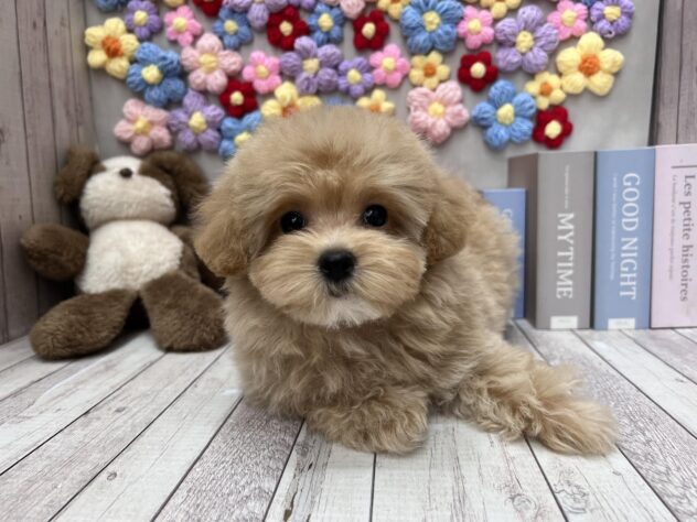 岡山県のハーフ犬・ミックス犬 (ワンキャラット アミーゴ高屋店/2026年2月20日生まれ/女の子/クリーム)の子犬の3枚目の画像