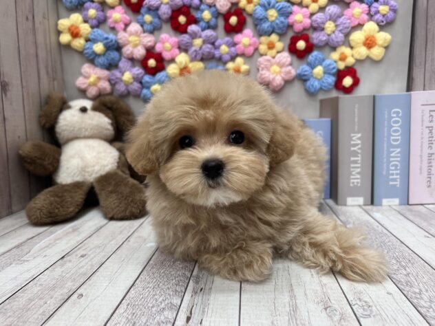 岡山県のハーフ犬・ミックス犬 (ワンキャラット アミーゴ高屋店/2026年2月20日生まれ/女の子/クリーム)の子犬の1枚目の画像