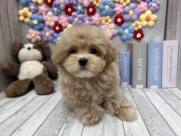 岡山県のハーフ犬・ミックス犬 (ワンキャラット アミーゴ高屋店/2026年2月20日生まれ/女の子/クリーム)の子犬の2枚目の画像