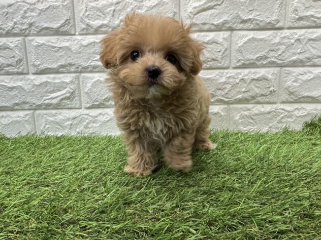 新潟県のハーフ犬・ミックス犬 (アミーゴ新潟小新店/2026年3月9日生まれ/男の子/アプリコット)の子犬の1枚目の画像