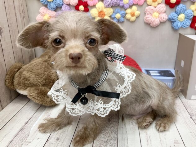 岡山県のハーフ犬・ミックス犬 (ワンキャラット アミーゴ高屋店/2025年12月28日生まれ/男の子/チョコレート)の子犬の3枚目の画像