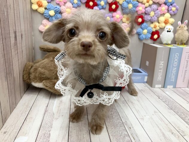 岡山県のハーフ犬・ミックス犬 (ワンキャラット アミーゴ高屋店/2025年12月28日生まれ/男の子/チョコレート)の子犬の1枚目の画像