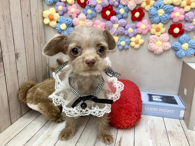 岡山県のハーフ犬・ミックス犬 (ワンキャラット アミーゴ高屋店/2025年12月28日生まれ/男の子/チョコレート)の子犬の2枚目の画像