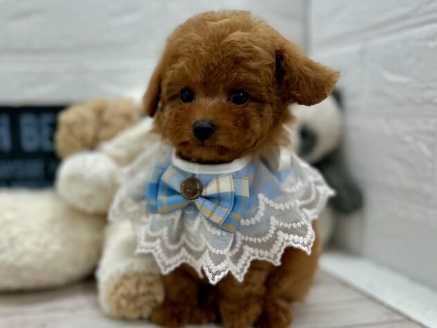 岡山県のトイプードル(トイ) (ワンキャラット アミーゴ岡南店/2026年3月5日生まれ/男の子/オレンジフォーン)の子犬の1枚目の画像