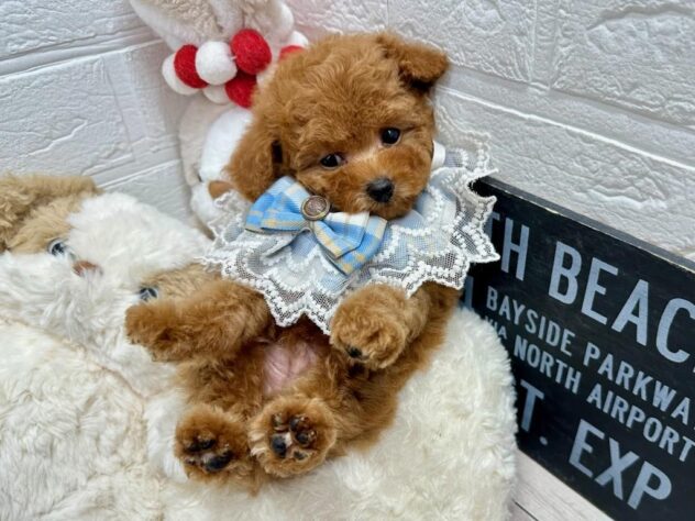 岡山県のトイプードル(トイ) (ワンキャラット アミーゴ岡南店/2026年3月5日生まれ/男の子/オレンジフォーン)の子犬の3枚目の画像