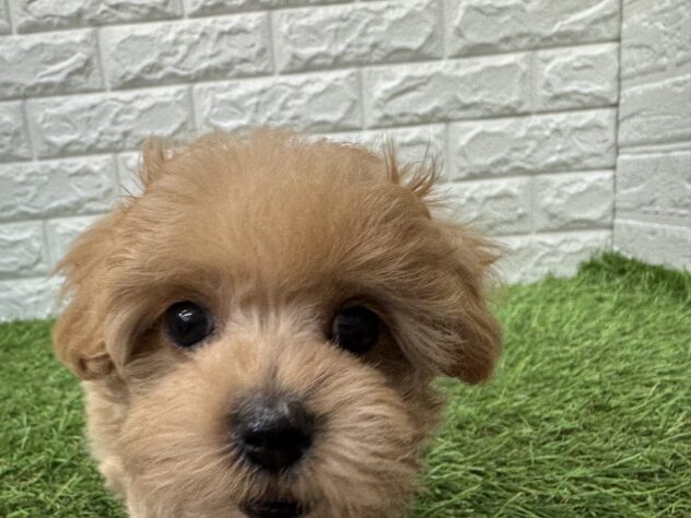 新潟県のハーフ犬・ミックス犬 (アミーゴ新潟小新店/2026年3月9日生まれ/男の子/アプリコット)の子犬の4枚目の画像
