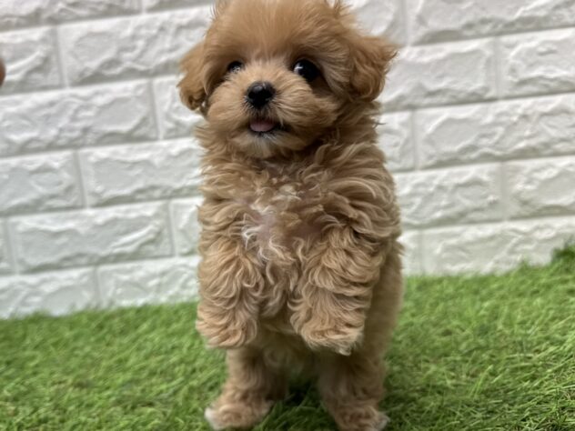 新潟県のハーフ犬・ミックス犬 (アミーゴ新潟小新店/2026年3月9日生まれ/男の子/アプリコット)の子犬の3枚目の画像