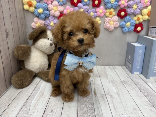 岡山県のトイプードル(トイ) (ワンキャラット アミーゴ高屋店/2026年3月13日生まれ/男の子/オレンジフォーン)の子犬の2枚目の画像