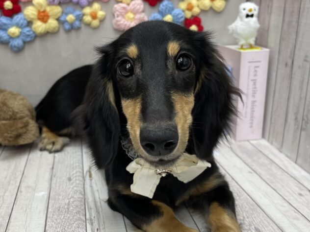 岡山県のミニチュアダックスフンド(ロング) (ワンキャラット アミーゴ高屋店/2025年11月10日生まれ/女の子/ブラックタン)の子犬の1枚目の画像
