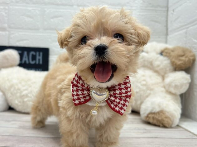 岡山県のハーフ犬・ミックス犬 (ワンキャラット アミーゴ岡南店/2026年3月14日生まれ/男の子/クリーム)の子犬の3枚目の画像