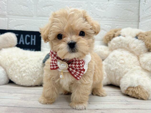 岡山県のハーフ犬・ミックス犬 (ワンキャラット アミーゴ岡南店/2026年3月14日生まれ/男の子/クリーム)の子犬の2枚目の画像