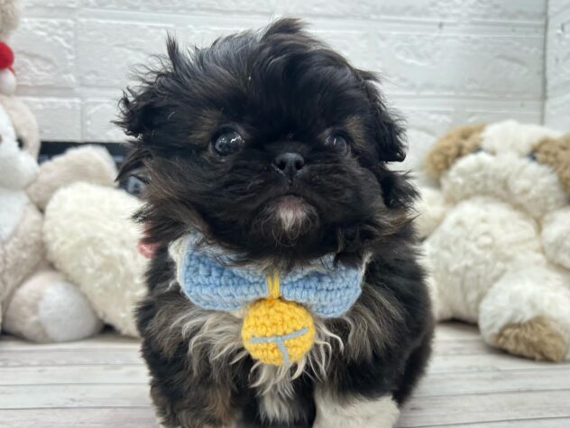 岡山県のハーフ犬・ミックス犬 (ワンキャラット アミーゴ岡南店/2026年3月14日生まれ/女の子/ブラックホワイト)の子犬の1枚目の画像
