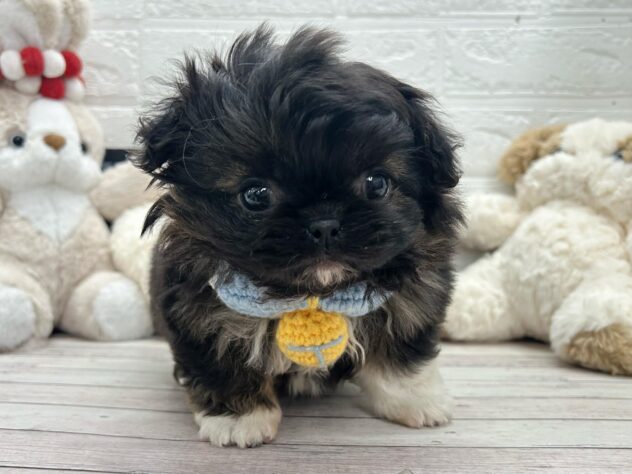 岡山県のハーフ犬・ミックス犬 (ワンキャラット アミーゴ岡南店/2026年3月14日生まれ/女の子/ブラックホワイト)の子犬の2枚目の画像
