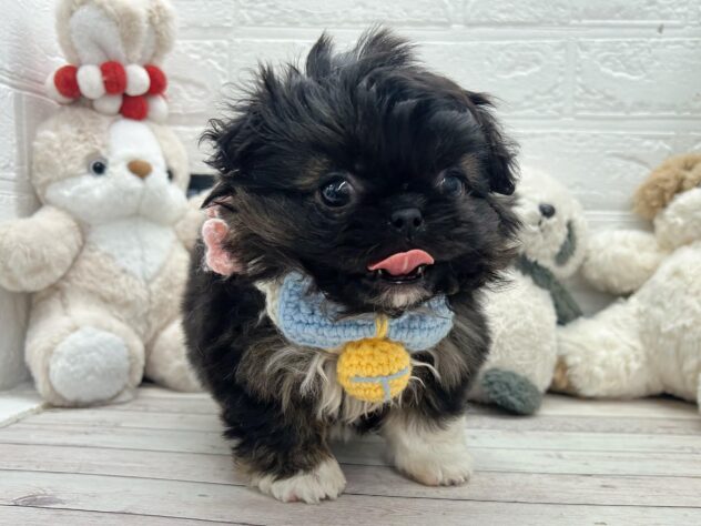 岡山県のハーフ犬・ミックス犬 (ワンキャラット アミーゴ岡南店/2026年3月14日生まれ/女の子/ブラックホワイト)の子犬の3枚目の画像