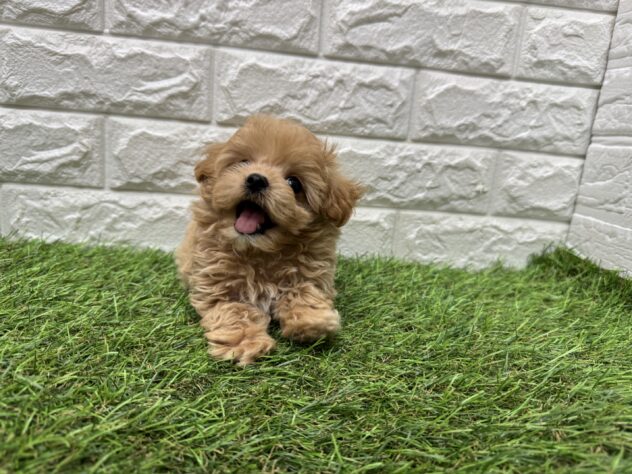 新潟県のハーフ犬・ミックス犬 (アミーゴ新潟小新店/2026年3月9日生まれ/男の子/アプリコット)の子犬の2枚目の画像