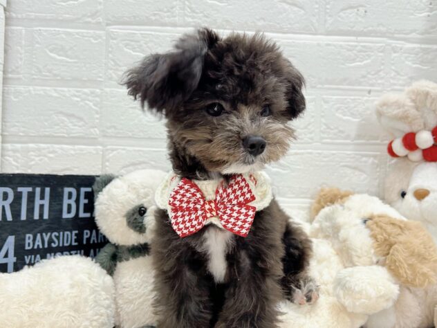 岡山県のハーフ犬・ミックス犬 (ワンキャラット アミーゴ岡南店/2026年1月8日生まれ/男の子/ブラックホワイト)の子犬の2枚目の画像