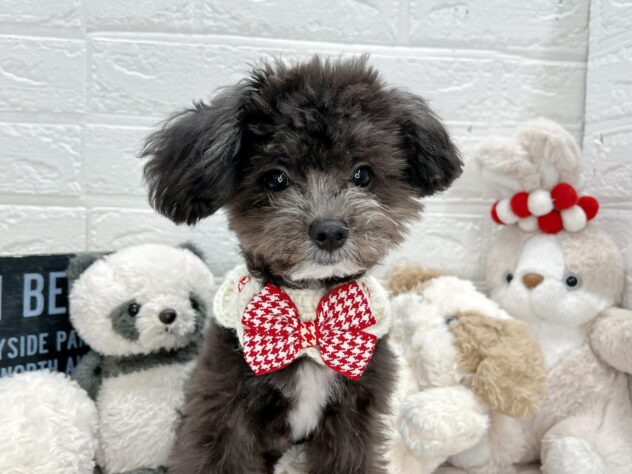 岡山県のハーフ犬・ミックス犬 (ワンキャラット アミーゴ岡南店/2026年1月8日生まれ/男の子/ブラックホワイト)の子犬の1枚目の画像