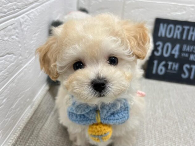 岡山県のハーフ犬・ミックス犬 (ワンキャラット アミーゴ岡南店/2026年3月26日生まれ/男の子/クリーム)の子犬の1枚目の画像