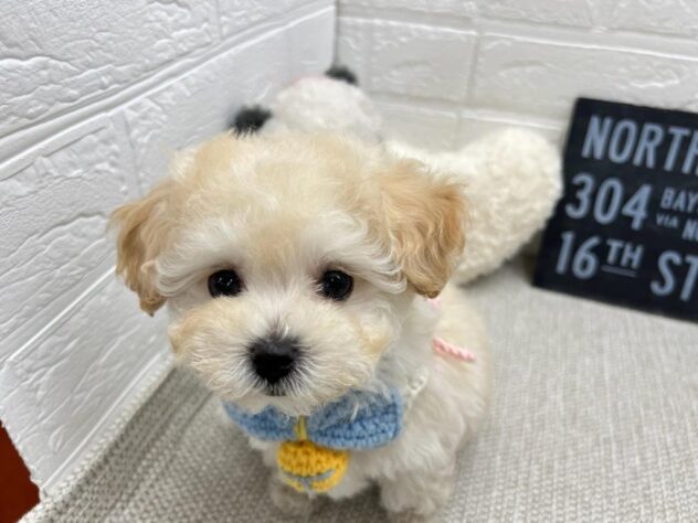 岡山県のハーフ犬・ミックス犬 (ワンキャラット アミーゴ岡南店/2026年3月26日生まれ/男の子/クリーム)の子犬の3枚目の画像