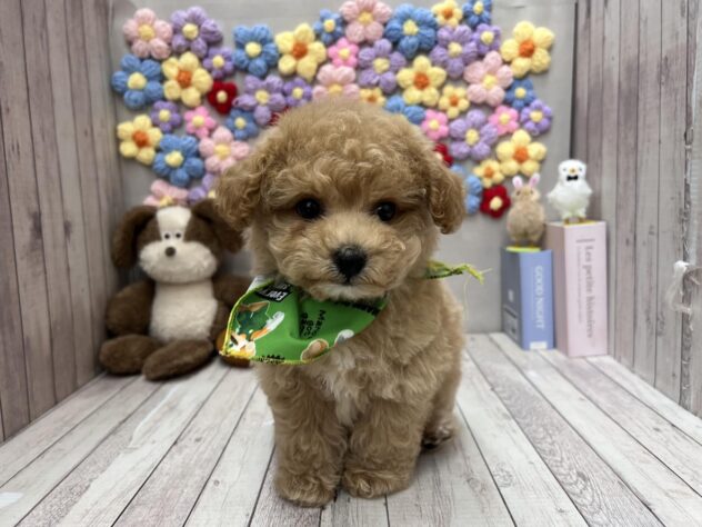 岡山県のビションプー(ビションフリーゼ×プードル) (ワンキャラット アミーゴ高屋店/2026年3月23日生まれ/男の子/オレンジフォーン)の子犬の2枚目の画像