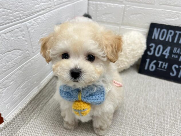 岡山県のハーフ犬・ミックス犬 (ワンキャラット アミーゴ岡南店/2026年3月26日生まれ/男の子/クリーム)の子犬の2枚目の画像