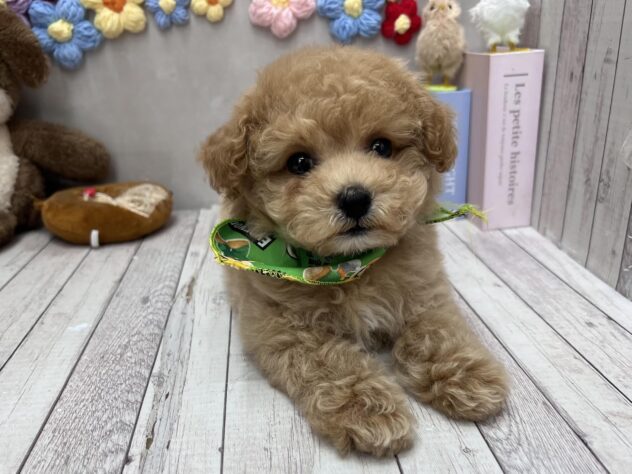 岡山県のビションプー(ビションフリーゼ×プードル) (ワンキャラット アミーゴ高屋店/2026年3月23日生まれ/男の子/オレンジフォーン)の子犬の1枚目の画像