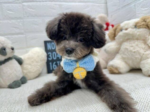 岡山県のハーフ犬・ミックス犬 (ワンキャラット アミーゴ岡南店/2026年1月8日生まれ/男の子/ブラックホワイト)の子犬の1枚目の画像