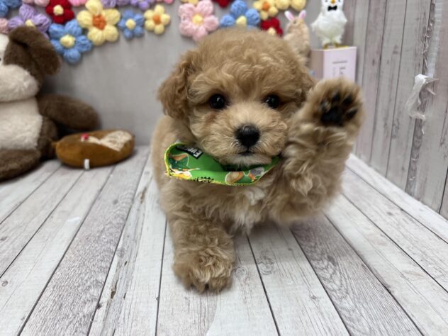 岡山県のビションプー(ビションフリーゼ×プードル) (ワンキャラット アミーゴ高屋店/2026年3月23日生まれ/男の子/オレンジフォーン)の子犬の3枚目の画像
