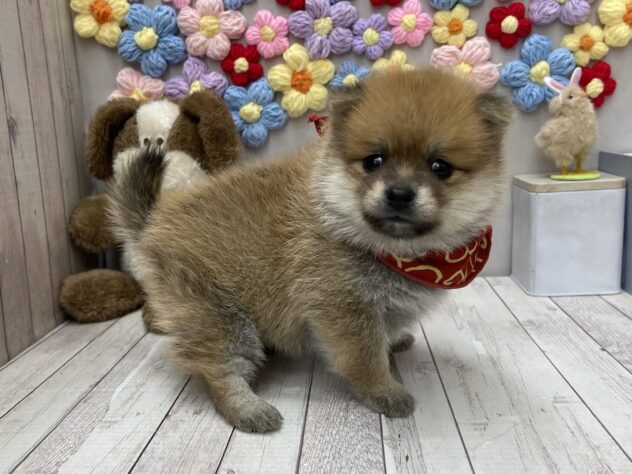 岡山県のポメ柴/豆ポメ/ポメ豆柴(ポメラニアン×柴犬) (ワンキャラット アミーゴ高屋店/2026年3月27日生まれ/女の子/赤)の子犬の2枚目の画像