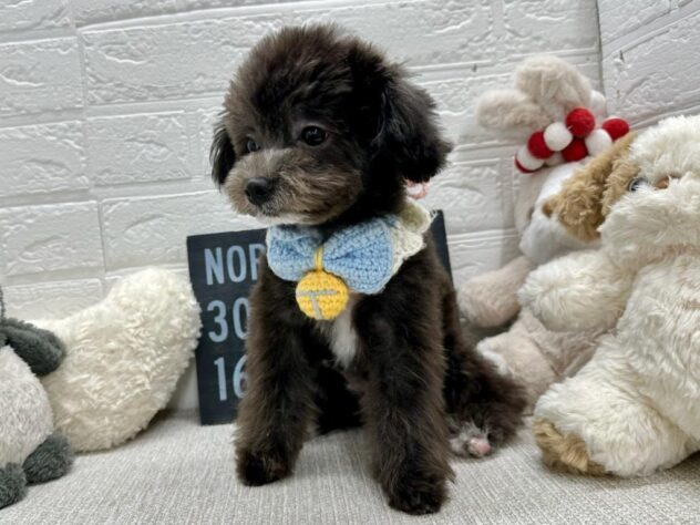 岡山県のハーフ犬・ミックス犬 (ワンキャラット アミーゴ岡南店/2026年1月8日生まれ/男の子/ブラックホワイト)の子犬の3枚目の画像