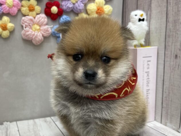 岡山県のポメ柴/豆ポメ/ポメ豆柴(ポメラニアン×柴犬) (ワンキャラット アミーゴ高屋店/2026年3月27日生まれ/女の子/赤)の子犬の1枚目の画像