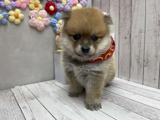 岡山県のポメ柴/豆ポメ/ポメ豆柴(ポメラニアン×柴犬) (ワンキャラット アミーゴ高屋店/2026年3月27日生まれ/女の子/赤)の子犬の3枚目の画像