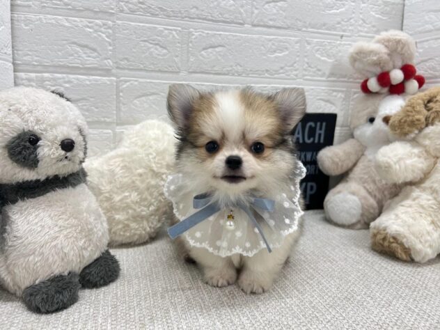 岡山県のハーフ犬・ミックス犬 (ワンキャラット アミーゴ岡南店/2026年3月25日生まれ/男の子/ホワイトレッド)の子犬の2枚目の画像
