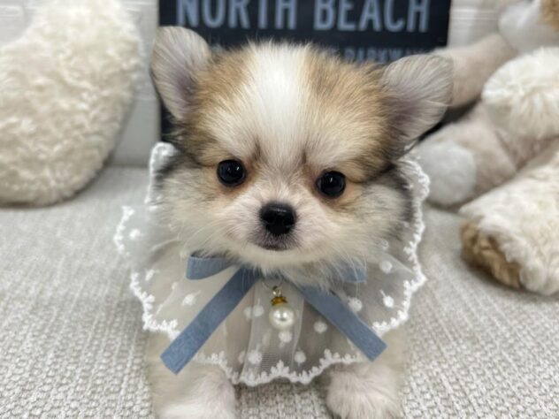 岡山県のハーフ犬・ミックス犬 (ワンキャラット アミーゴ岡南店/2026年3月25日生まれ/男の子/ホワイトレッド)の子犬の1枚目の画像