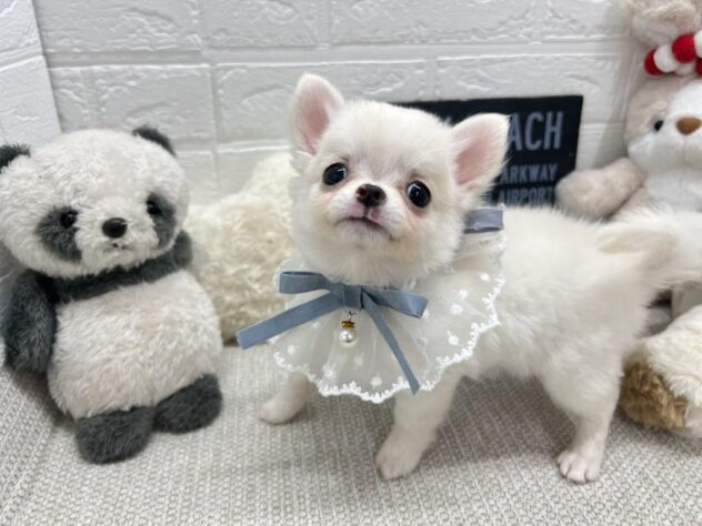 岡山県のチワワ(ロング) (ワンキャラット アミーゴ岡南店/2026年3月3日生まれ/男の子/クリーム)の子犬の2枚目の画像