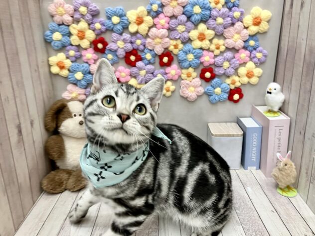 岡山県のアメリカンショートヘアー (ワンキャラット アミーゴ高屋店/2025年12月4日生まれ/男の子/シルバータビー)の子猫の2枚目の画像
