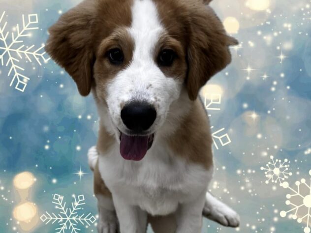 岡山県のハーフ犬・ミックス犬 (ワンキャラット アミーゴ高屋店/2026年1月9日生まれ/女の子/ブラウンホワイト)の子犬の1枚目の画像