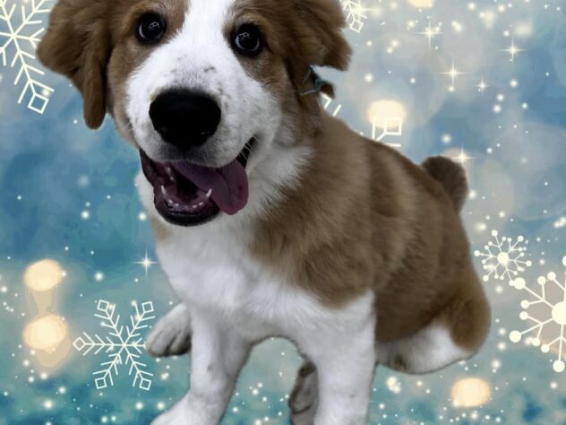 岡山県のハーフ犬・ミックス犬 (ワンキャラット アミーゴ高屋店/2026年1月9日生まれ/女の子/ブラウンホワイト)の子犬の2枚目の画像