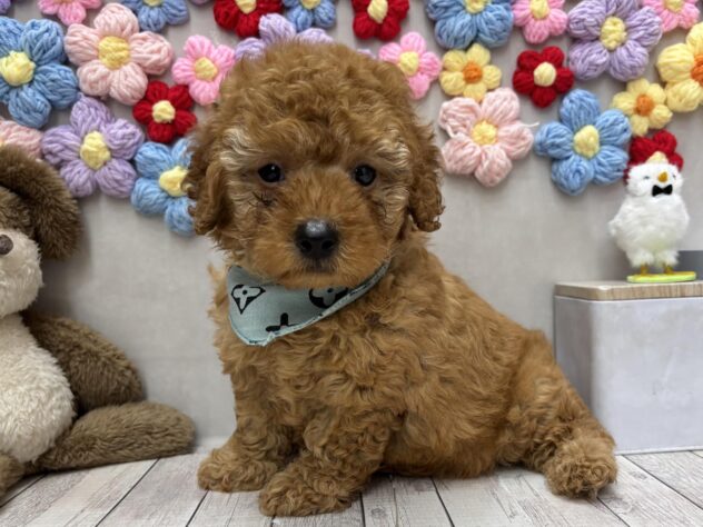 岡山県のトイプードル(トイ) (ワンキャラット アミーゴ高屋店/2026年4月1日生まれ/男の子/オレンジフォーン)の子犬の2枚目の画像