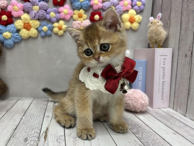 岡山県のブリティッシュショートヘアー (ワンキャラット アミーゴ高屋店/2026年3月31日生まれ/女の子/シェーデットゴールデン)の子猫の2枚目の画像