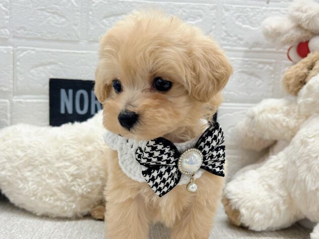 岡山県のハーフ犬・ミックス犬 (ワンキャラット アミーゴ岡南店/2026年4月3日生まれ/男の子/クリーム)の子犬の2枚目の画像