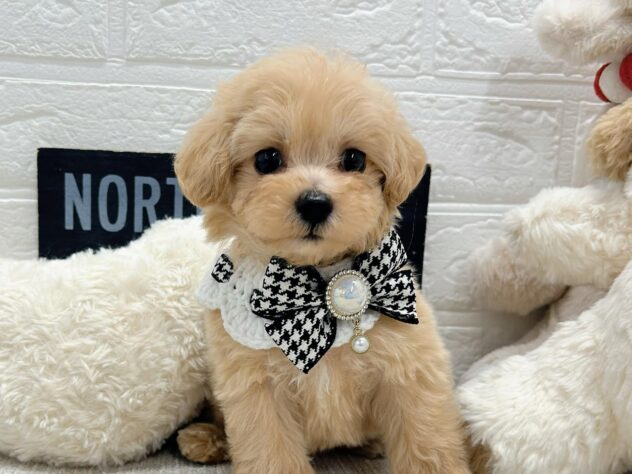 岡山県のハーフ犬・ミックス犬 (ワンキャラット アミーゴ岡南店/2026年4月3日生まれ/男の子/クリーム)の子犬の1枚目の画像