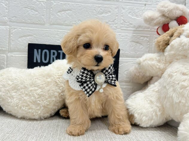 岡山県のハーフ犬・ミックス犬 (ワンキャラット アミーゴ岡南店/2026年4月3日生まれ/男の子/クリーム)の子犬の3枚目の画像