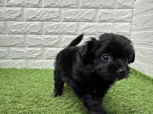 新潟県のハーフ犬・ミックス犬 (アミーゴ新潟小新店/2026年3月18日生まれ/男の子/ブラック)の子犬の4枚目の画像